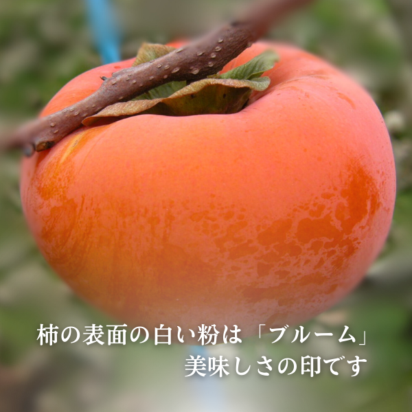 【特別価格】紅富有柿＆揖斐の匠セットの商品画像 4
