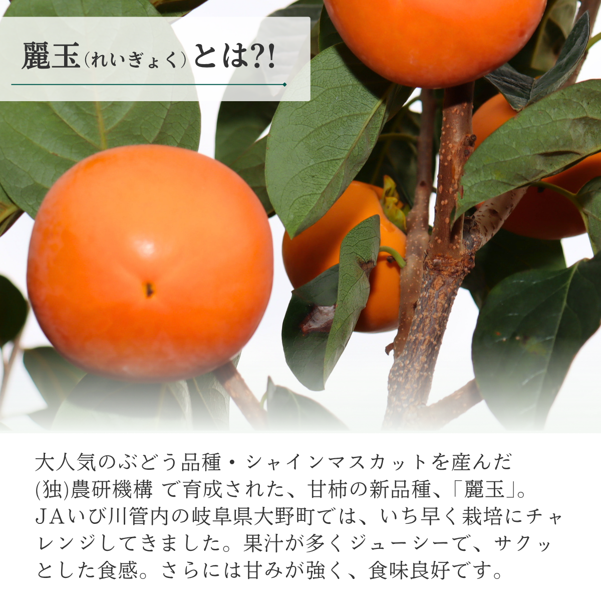 麗玉柿【10月下旬より順次発送】☆彡大野柿を産地直送の商品画像 2
