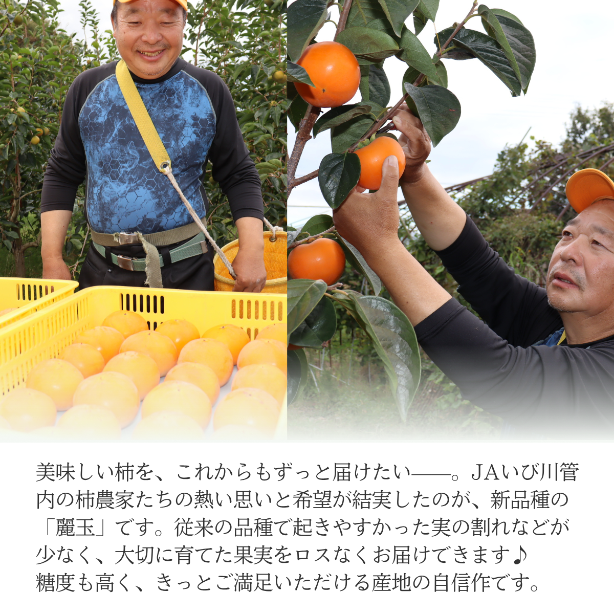 麗玉柿【10月下旬より順次発送】☆彡大野柿を産地直送の商品画像 3