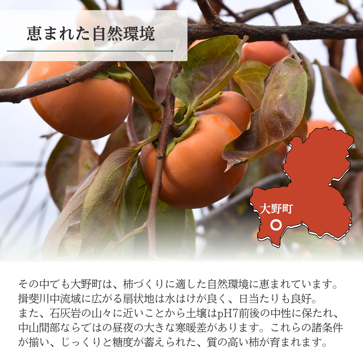 果宝柿【12月中旬より順次発送】☆彡大野柿を産地直送の商品画像 10