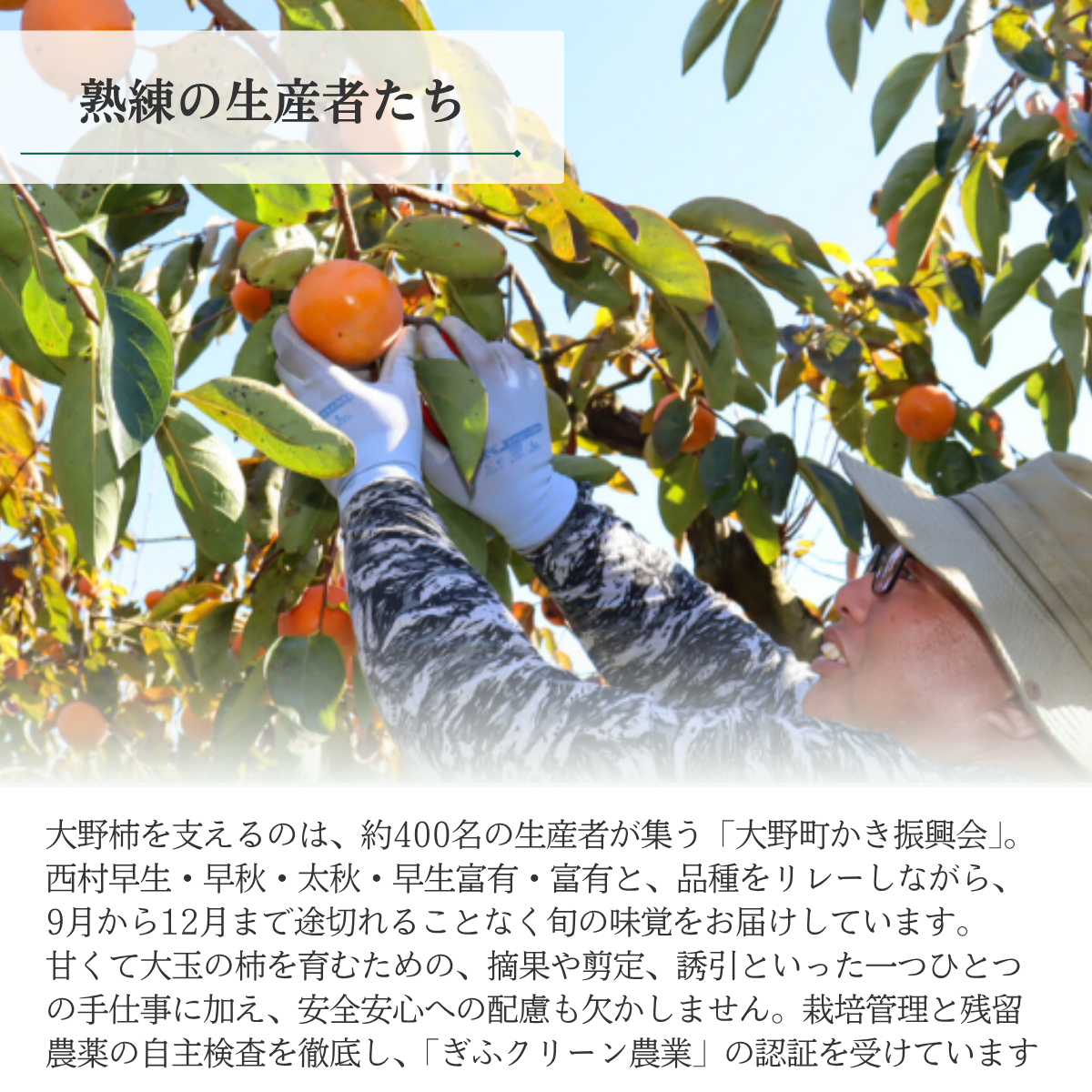 果宝柿【12月中旬より順次発送】☆彡大野柿を産地直送の商品画像 11
