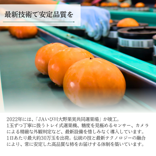 果宝柿【12月中旬より順次発送】☆彡大野柿を産地直送の商品画像 12