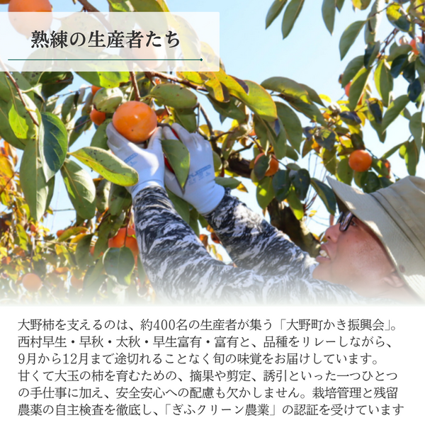 袋がけ富有柿【12月中旬より順次発送】☆彡大野柿を産地直送の商品画像 16