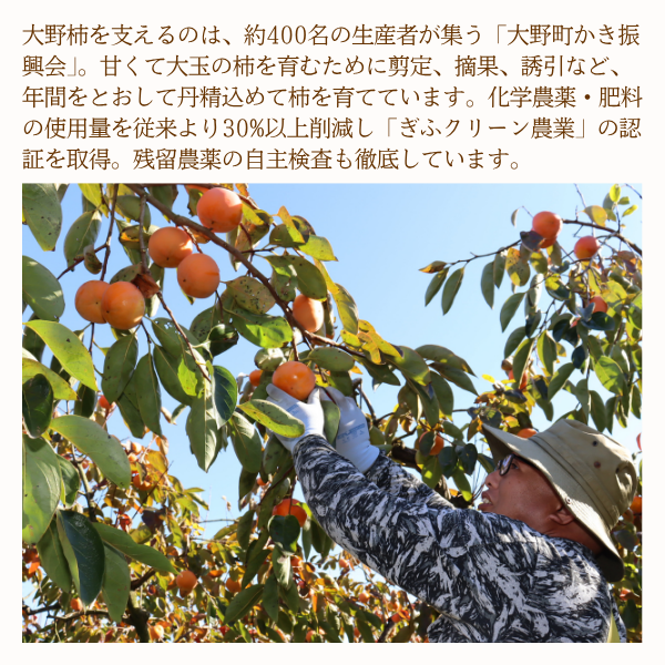 麗玉柿【10月下旬より順次発送】☆彡大野柿を産地直送の商品画像 2