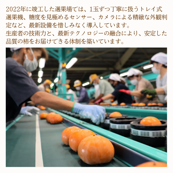 麗玉柿【10月下旬より順次発送】☆彡大野柿を産地直送の商品画像 3