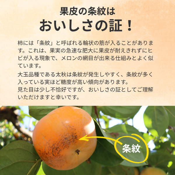 太秋柿【10月下旬より順次発送】☆彡大野柿を産地直送の商品画像 4